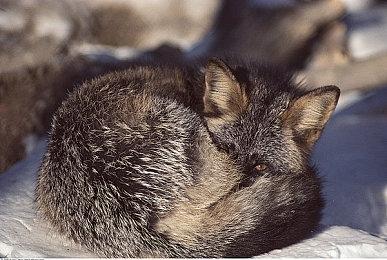 刚关闭Tango一天 微软又称需要《完美音浪》这样的小型游戏