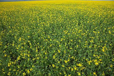 《全面战争：法老》更新后地图将大幅扩张 玩家非常期待